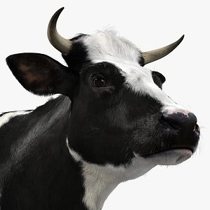 Holstein Cow (with Fur)