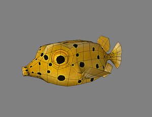 Fugu fish