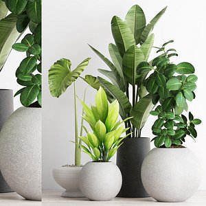 plants 192