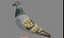 pigeon