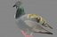 pigeon