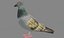 pigeon
