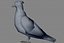 pigeon