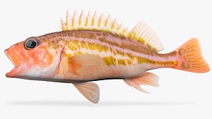 greenstriped rockfish fish 3D