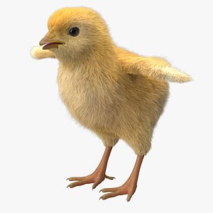 Chick