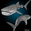 3d model whale shark