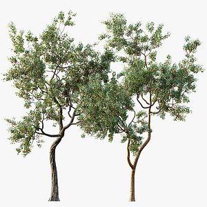 AV Fruit Trees Crataegus Pinnatifida Hawthorn and Cerasus Pseudocerasus Cherry 3D model