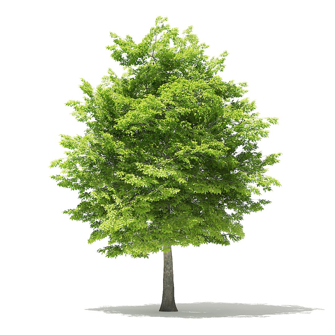 trees deciduous american model https://p.turbosquid.com/ts-thumb/IJ/mVfVp6/1j5pphSV/cgaxis_models_109_0900/jpg/1552595688/1920x1080/fit_q87/6240d4221919d4215877e62b2df4494a7beb821e/cgaxis_models_109_0900.jpg
