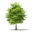 Trees 3D Models Collection Mental Ray