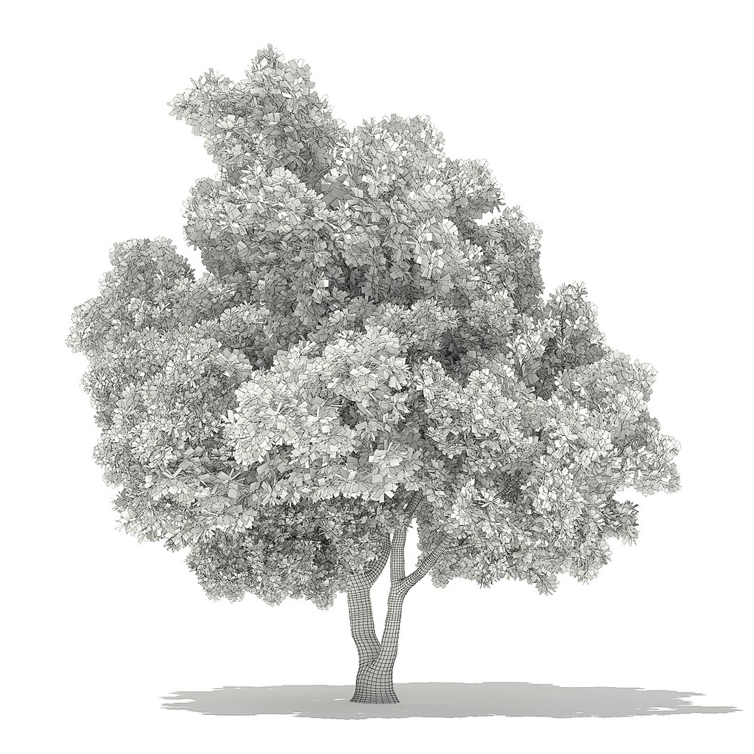 trees deciduous american model https://p.turbosquid.com/ts-thumb/IJ/mVfVp6/1pMpC9X5/cgaxis_models_109_1600grid/jpg/1552595689/1920x1080/fit_q87/f7440b9e9dbd6efd6328f612096ddf8ff9e570dc/cgaxis_models_109_1600grid.jpg