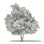 Trees 3D Models Collection Mental Ray
