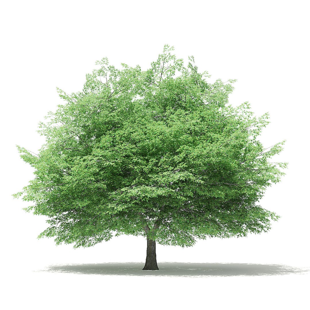 trees deciduous american model https://p.turbosquid.com/ts-thumb/IJ/mVfVp6/320KsuBC/cgaxis_models_109_3100/jpg/1552595690/1920x1080/fit_q87/14552dc0fe1c842a185b3b0a6e3097a0e8285bd8/cgaxis_models_109_3100.jpg