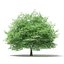 Trees 3D Models Collection Mental Ray