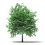 Trees 3D Models Collection Mental Ray