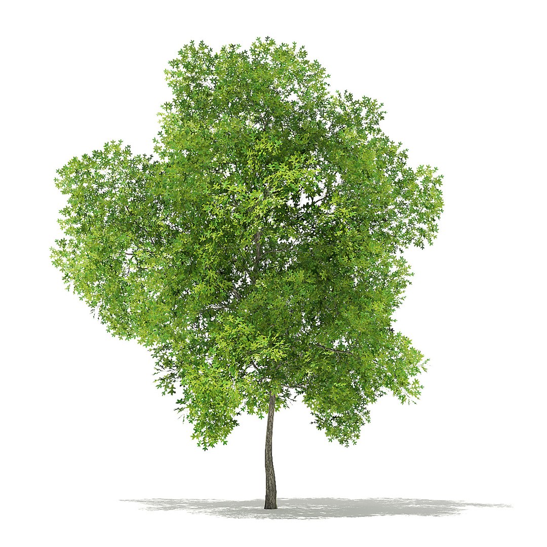 trees deciduous american model https://p.turbosquid.com/ts-thumb/IJ/mVfVp6/8AALyLOu/cgaxis_models_109_2500/jpg/1552595690/1920x1080/fit_q87/a52e14782a9117a7d54ddebb4d6d1c3c55c2b80c/cgaxis_models_109_2500.jpg