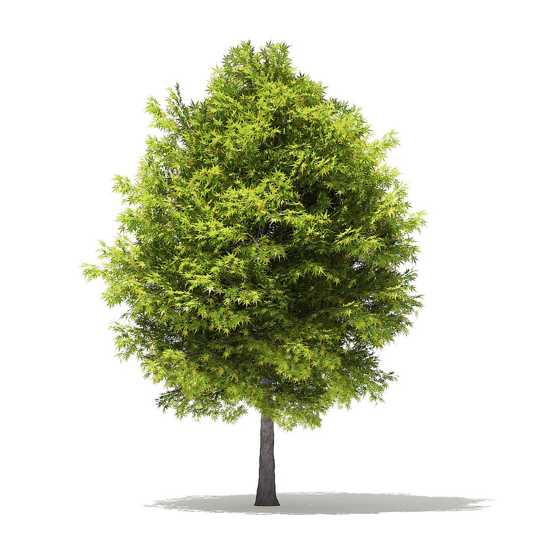 trees deciduous american model https://p.turbosquid.com/ts-thumb/IJ/mVfVp6/9pg3I6WV/cgaxis_models_109_4000/jpg/1552595691/1920x1080/fit_q87/91ba050e6272a53c68ca8fdd8b538446236bed0e/cgaxis_models_109_4000.jpg