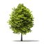 Trees 3D Models Collection Mental Ray