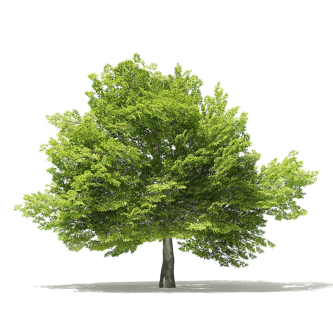 trees deciduous american model https://p.turbosquid.com/ts-thumb/IJ/mVfVp6/A4Lrhqvl/cgaxis_models_109_0200/jpg/1552595687/1920x1080/fit_q87/3dfd2388ed44e7a04ffc5cc2d56ce52a5f4cb770/cgaxis_models_109_0200.jpg
