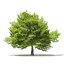 Trees 3D Models Collection Mental Ray