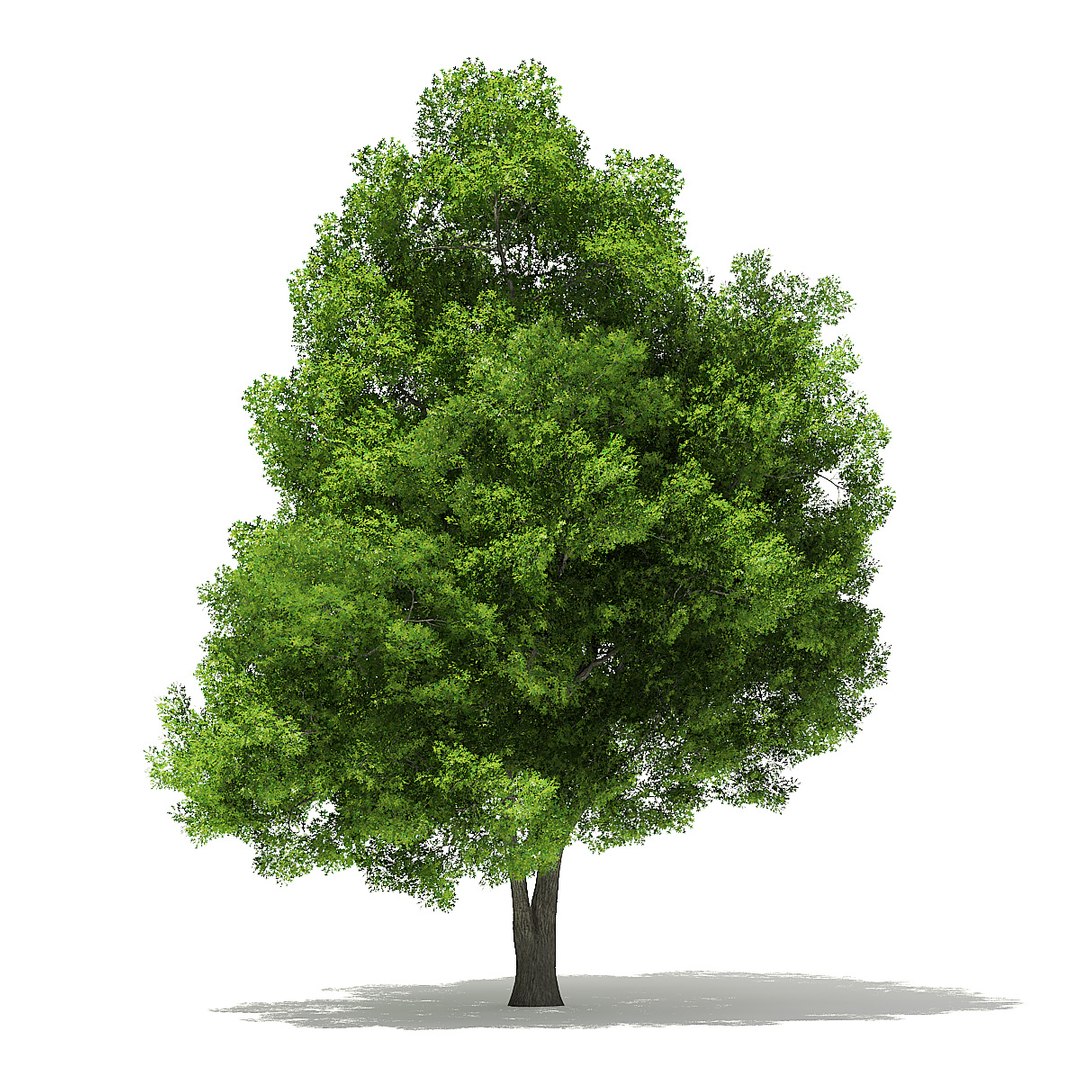 trees deciduous american model https://p.turbosquid.com/ts-thumb/IJ/mVfVp6/BMROXA8t/cgaxis_models_109_2100/jpg/1552595689/1920x1080/fit_q87/e2337e1726a0297839c2d316495e581074e2f976/cgaxis_models_109_2100.jpg