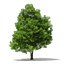 Trees 3D Models Collection Mental Ray
