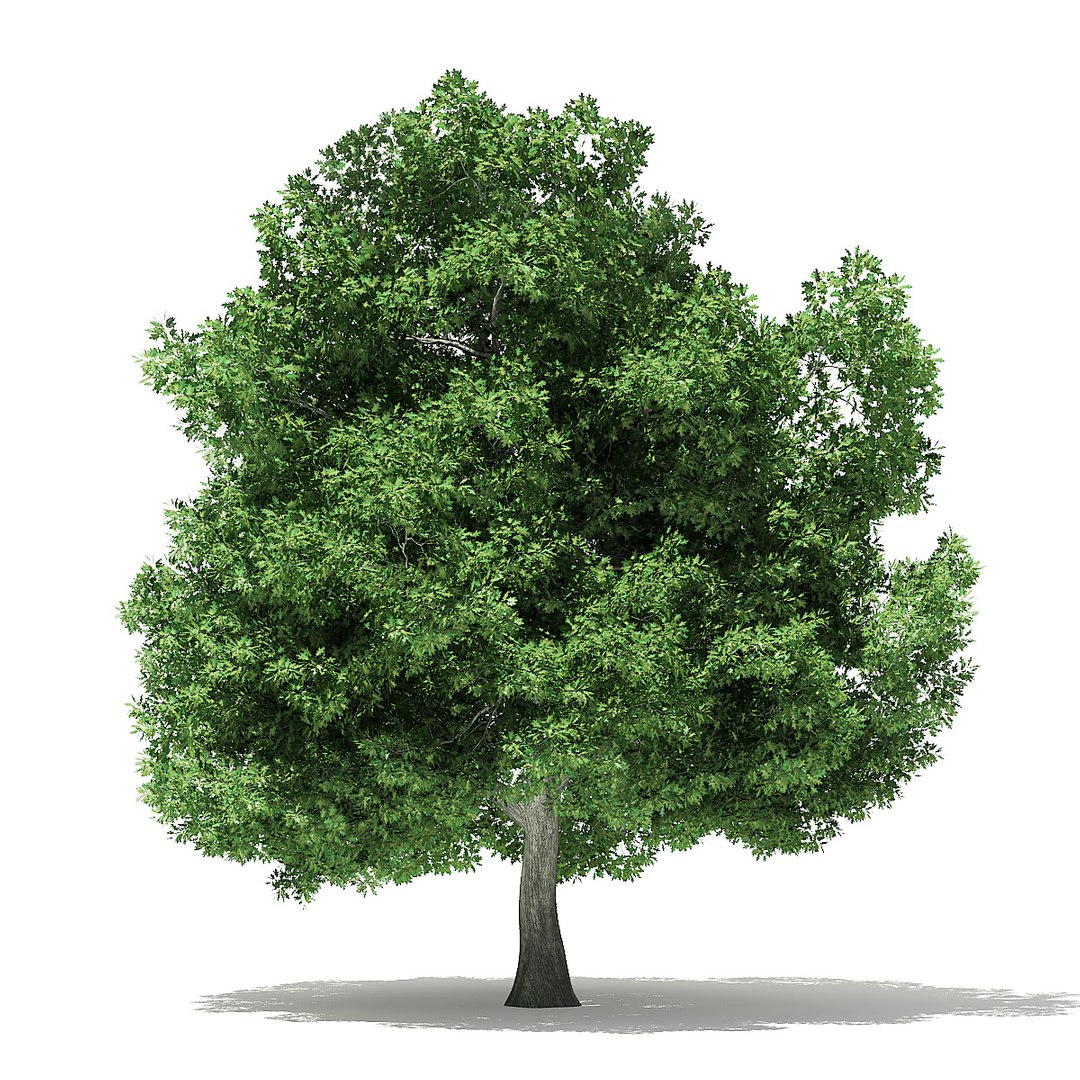 trees deciduous american model https://p.turbosquid.com/ts-thumb/IJ/mVfVp6/BxxpBaic/cgaxis_models_109_1700/jpg/1552595689/1920x1080/fit_q87/22dc6207485a291bcd70641b6b7061cc450181d9/cgaxis_models_109_1700.jpg