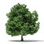 Trees 3D Models Collection Mental Ray