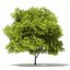 Trees 3D Models Collection Mental Ray