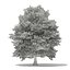 Trees 3D Models Collection Mental Ray