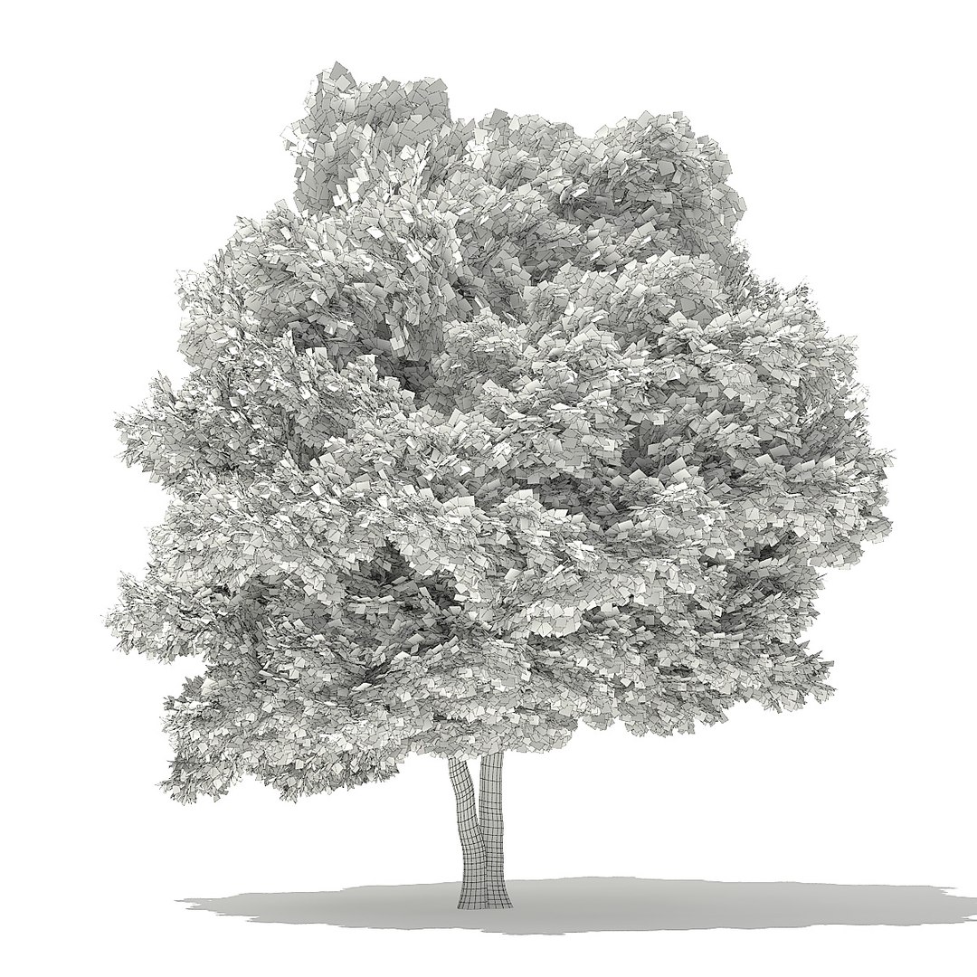 trees deciduous american model https://p.turbosquid.com/ts-thumb/IJ/mVfVp6/CWQ3cLkD/cgaxis_models_109_3200grid/jpg/1552595690/1920x1080/fit_q87/00eb3a2cd2690faa083a11890eb868e55757c223/cgaxis_models_109_3200grid.jpg