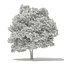 Trees 3D Models Collection Mental Ray