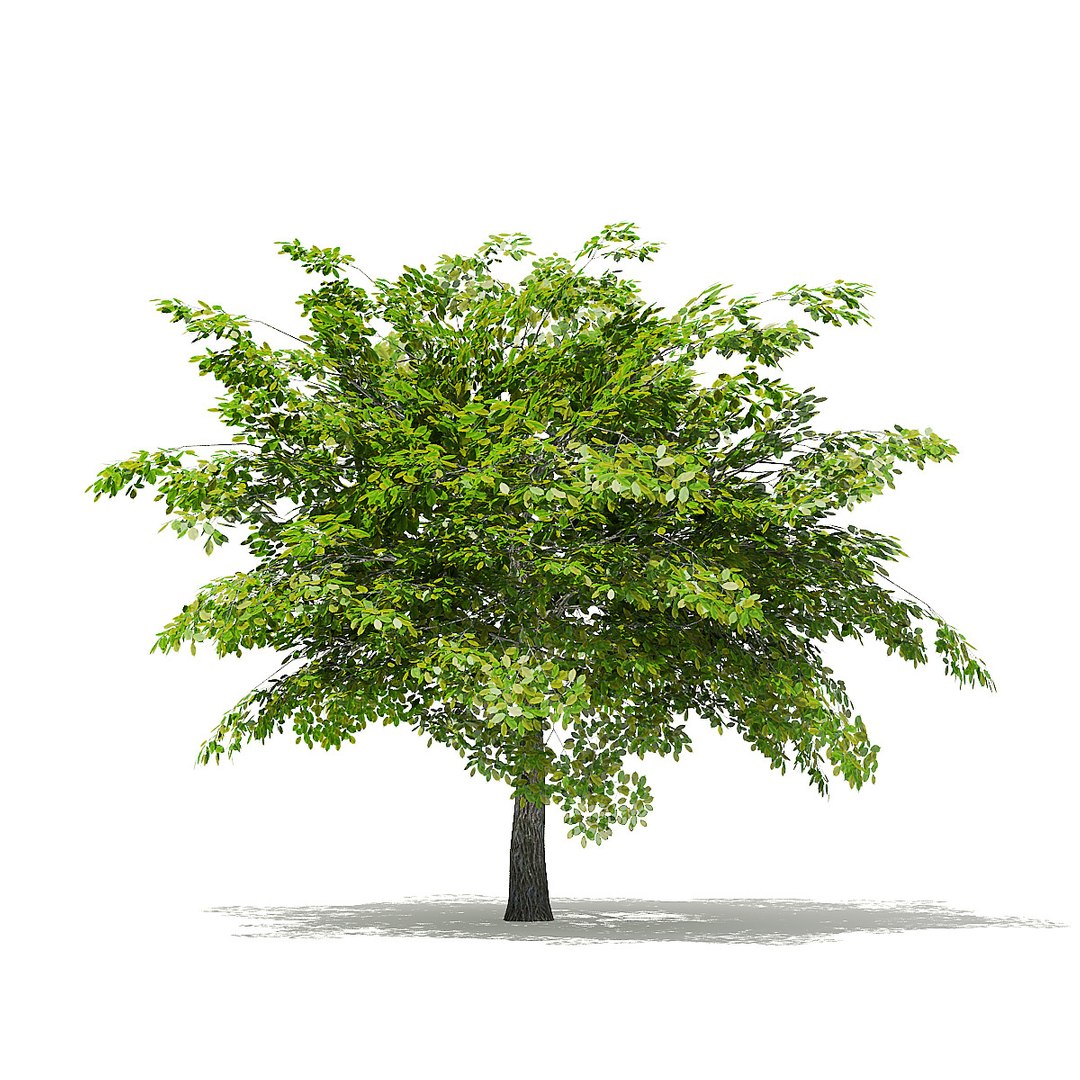 trees deciduous american model https://p.turbosquid.com/ts-thumb/IJ/mVfVp6/Caz3UYFm/cgaxis_models_109_1100/jpg/1552595688/1920x1080/fit_q87/29dd5fc6f1f5f189a64db1a48b6de4162cc5d827/cgaxis_models_109_1100.jpg