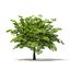 Trees 3D Models Collection Mental Ray