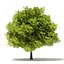 Trees 3D Models Collection Mental Ray