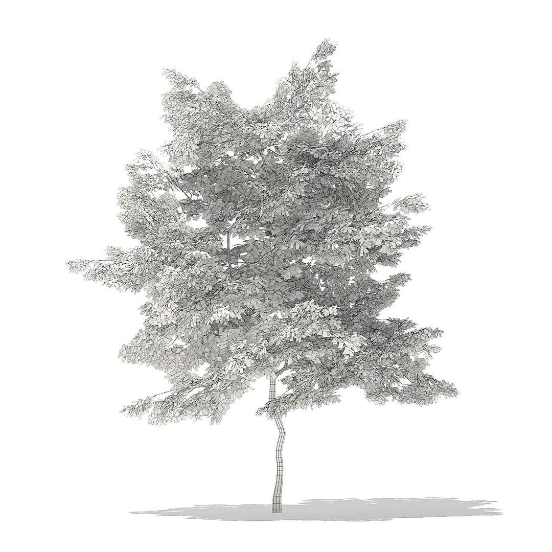 trees deciduous american model https://p.turbosquid.com/ts-thumb/IJ/mVfVp6/DtNykUvH/cgaxis_models_109_1000grid/jpg/1552595688/1920x1080/fit_q87/b57b196d6586816d6928e5e596e1c3088a7cafca/cgaxis_models_109_1000grid.jpg