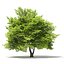 Trees 3D Models Collection Mental Ray