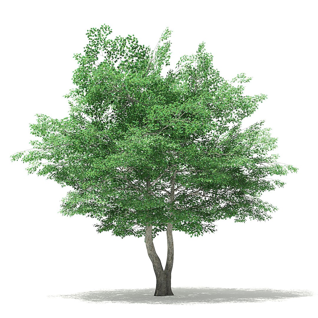 trees deciduous american model https://p.turbosquid.com/ts-thumb/IJ/mVfVp6/FshHZXz0/cgaxis_models_109_2800/jpg/1552595690/1920x1080/fit_q87/78c0a48df21a3acee240ae77bfa353d21cd2a68c/cgaxis_models_109_2800.jpg