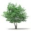 Trees 3D Models Collection Mental Ray