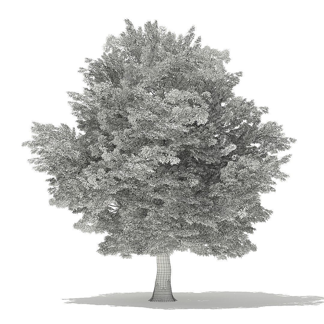 trees deciduous american model https://p.turbosquid.com/ts-thumb/IJ/mVfVp6/FufonoPc/cgaxis_models_109_0600grid/jpg/1552595687/1920x1080/fit_q87/0bf2fe1034c5706156dbfcb05ce3946feb35a576/cgaxis_models_109_0600grid.jpg