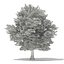 Trees 3D Models Collection Mental Ray