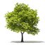 Trees 3D Models Collection Mental Ray