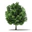 Trees 3D Models Collection Mental Ray