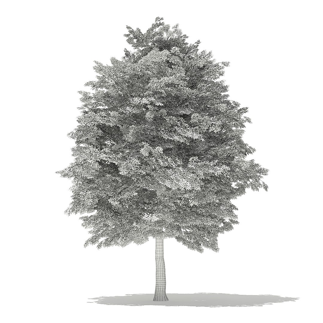 trees deciduous american model https://p.turbosquid.com/ts-thumb/IJ/mVfVp6/MHx7zD3e/cgaxis_models_109_1300grid/jpg/1552595688/1920x1080/fit_q87/177e5ea6bb943f629b6a9c48ff862c88a7632978/cgaxis_models_109_1300grid.jpg