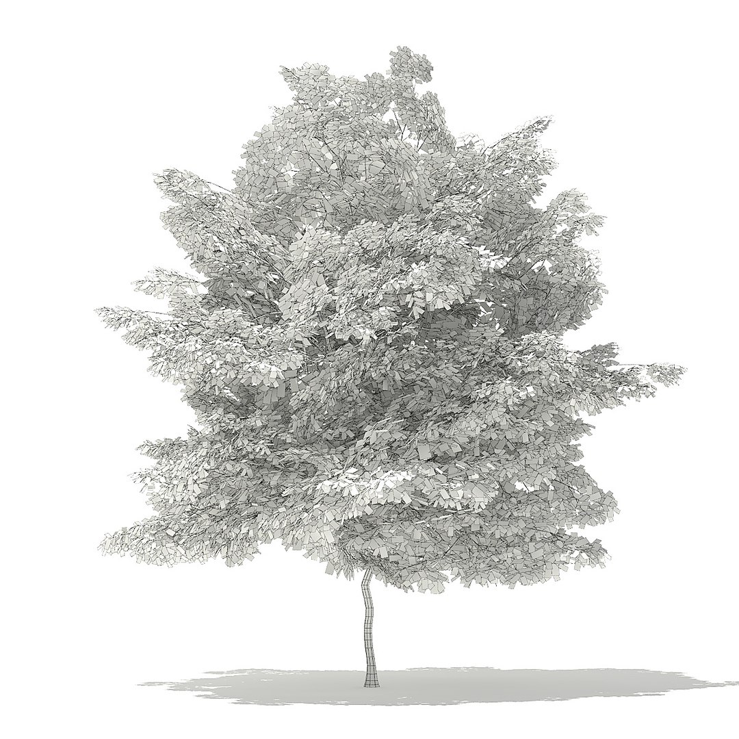 trees deciduous american model https://p.turbosquid.com/ts-thumb/IJ/mVfVp6/MQmidGUH/cgaxis_models_109_3000grid/jpg/1552595690/1920x1080/fit_q87/b366316d5112ad0a5381bf5942c87a316dddef20/cgaxis_models_109_3000grid.jpg