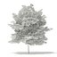 Trees 3D Models Collection Mental Ray