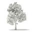 Trees 3D Models Collection Mental Ray