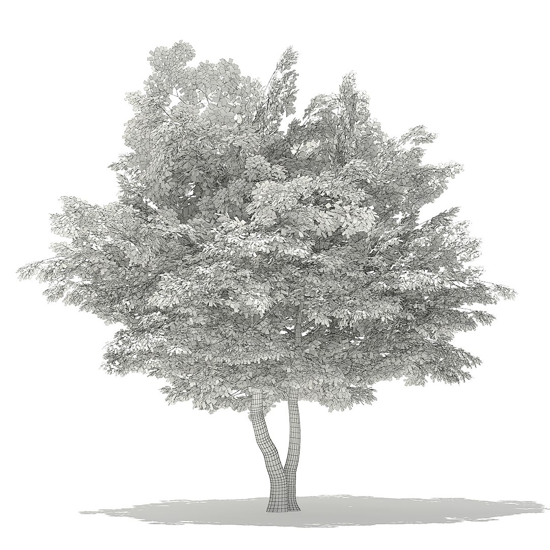 trees deciduous american model https://p.turbosquid.com/ts-thumb/IJ/mVfVp6/NPgg1cy1/cgaxis_models_109_2800grid/jpg/1552595690/1920x1080/fit_q87/aed3013769df843a5170ed2a1e6f4fb81769cf82/cgaxis_models_109_2800grid.jpg