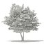 Trees 3D Models Collection Mental Ray