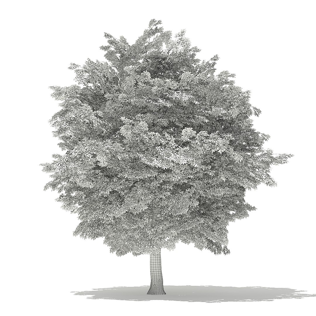 trees deciduous american model https://p.turbosquid.com/ts-thumb/IJ/mVfVp6/NUb9ScpQ/cgaxis_models_109_2600grid/jpg/1552595690/1920x1080/fit_q87/106b9ca64e189eddf6323786c5a6b1eca6e8e92d/cgaxis_models_109_2600grid.jpg