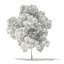 Trees 3D Models Collection Mental Ray